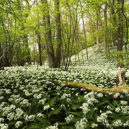 - Eetcafe - Riekelt Отель типа 